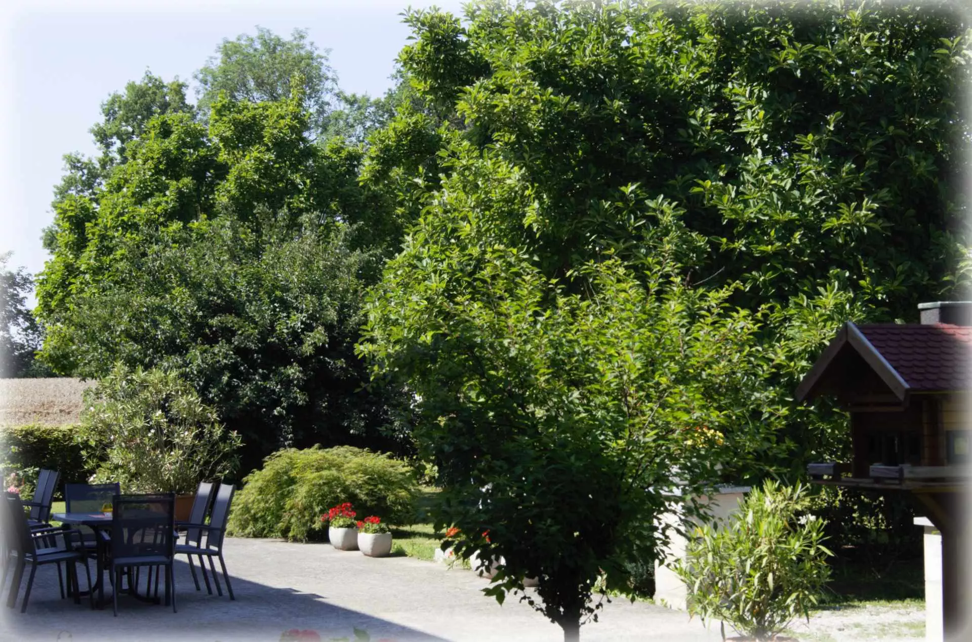 Terrasse Baum